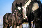 foal portrait