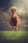 galloping Pony