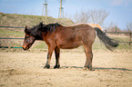 Pony shakes
