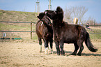 Ponies on paddock