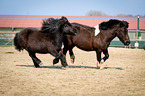 Ponies on paddock