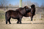 Ponies on paddock