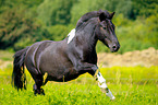 galloping Pony