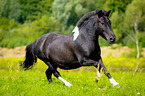 galloping Pony