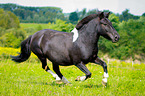 galloping Pony