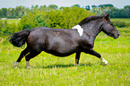 galloping Pony