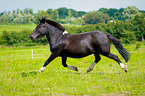 trotting Pony