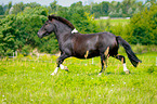 galloping Pony