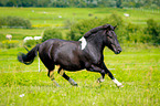 galloping Pony