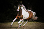 galloping Pony