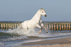 galloping Pony