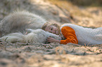 girl and Shetland Pony