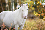 Pony