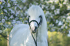 Pony portrait
