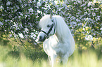standing Pony