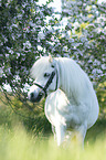 standing Pony