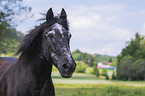 Pony portrait