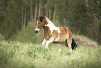 galloping Pony