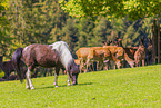 Pony