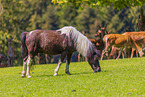 Pony