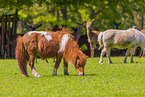 Pony