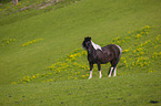 Pony
