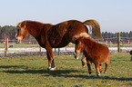 2 horses