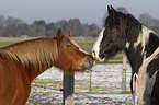 2 horses