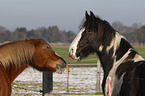 2 horses