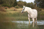 bathing Pony