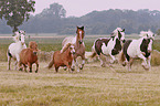 herd of horses