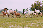 herd of horses