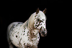 Pony in studio