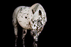 Pony in studio