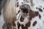 Pony in studio