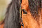 Pony eye