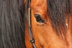 Pony eye