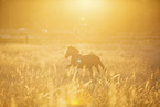 galloping pony