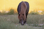 Pony