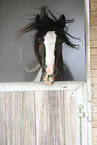Pony Portrait