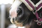horse mouth