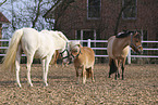 Ponies