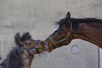 horses