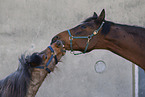 horses