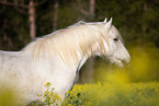 Pony