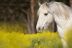 Pony