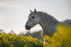Pony