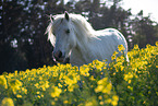 Pony
