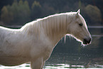 Pony