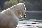 Pony